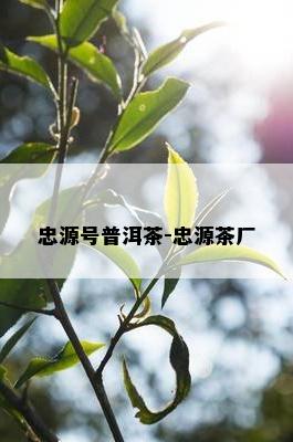 忠源号普洱茶-忠源茶厂