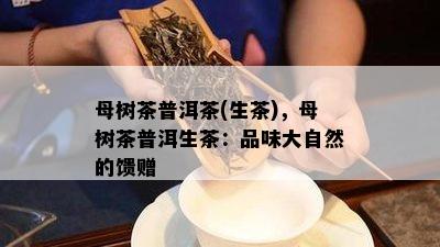 母树茶普洱茶(生茶)，母树茶普洱生茶：品味大自然的馈赠