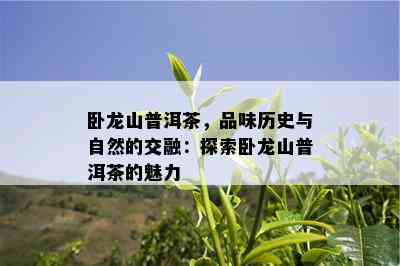 卧龙山普洱茶，品味历史与自然的交融：探索卧龙山普洱茶的魅力