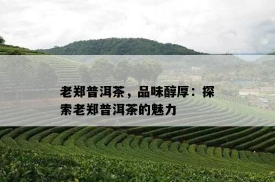 老郑普洱茶，品味醇厚：探索老郑普洱茶的魅力