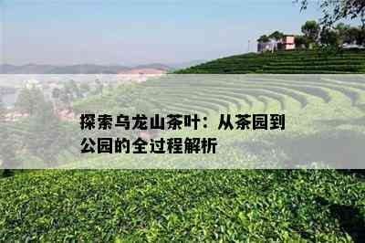 探索乌龙山茶叶：从茶园到公园的全过程解析