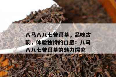 八马八八七普洱茶，品味古韵，体验独特的口感：八马八八七普洱茶的魅力探究