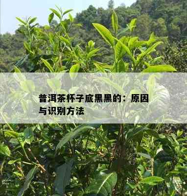 普洱茶杯子底黑黑的：原因与识别方法