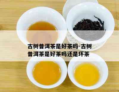 古树普洱茶是好茶吗-古树普洱茶是好茶吗还是坏茶