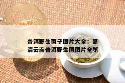 普洱野生菌子图片大全：高清云南普洱野生菌图片全览