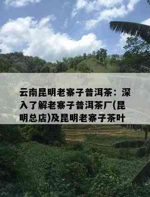 云南昆明老寨子普洱茶：深入了解老寨子普洱茶厂(昆明总店)及昆明老寨子茶叶