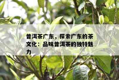 普洱茶广东，探索广东的茶文化：品味普洱茶的特别魅力