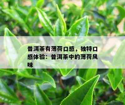 普洱茶有薄荷口感，特别口感体验：普洱茶中的薄荷风味