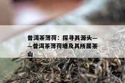 普洱茶薄荷：探寻其源头——普洱茶薄荷塘及其所属茶山