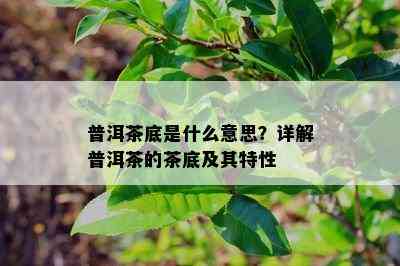 普洱茶底是什么意思？详解普洱茶的茶底及其特性