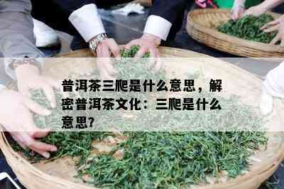 普洱茶三爬是什么意思，解密普洱茶文化：三爬是什么意思？