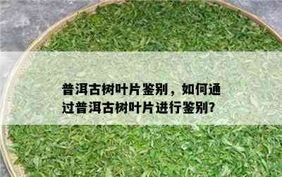 普洱古树叶片鉴别，如何通过普洱古树叶片进行鉴别？