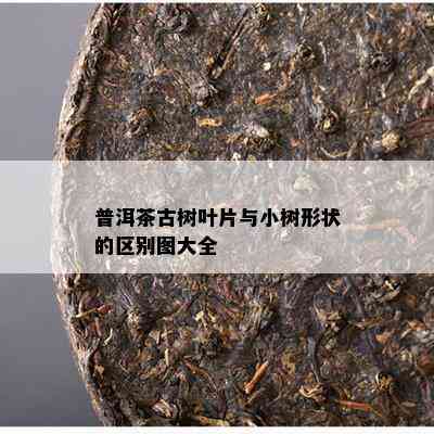 普洱茶古树叶片与小树形状的区别图大全