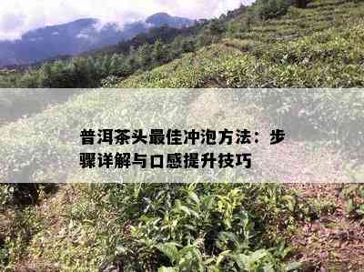 普洱茶头更佳冲泡方法：步骤详解与口感提升技巧