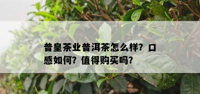 普皇茶业普洱茶怎么样？口感怎样？值得购买吗？