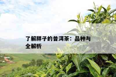 了解胖子的普洱茶：品种与全解析