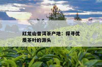 红龙山普洱茶产地：探寻优质茶叶的源头