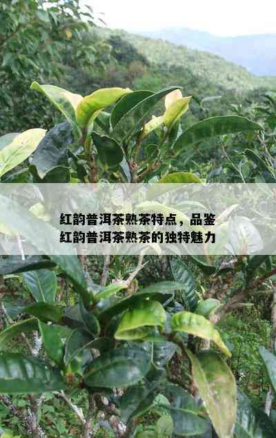 红韵普洱茶熟茶特点，品鉴红韵普洱茶熟茶的特别魅力