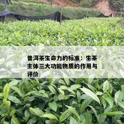 普洱茶生命力的标准：生茶主体三大功能物质的作用与评价