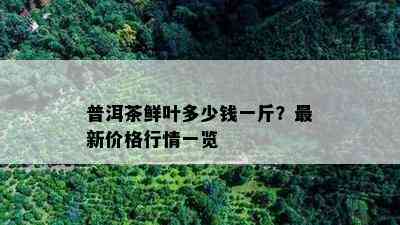 普洱茶鲜叶多少钱一斤？最新价格行情一览