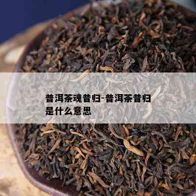 普洱茶魂昔归-普洱茶昔归是什么意思