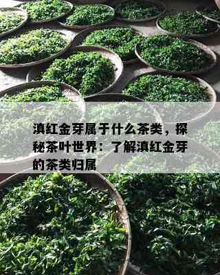 滇红金芽属于什么茶类，探秘茶叶世界：熟悉滇红金芽的茶类归属