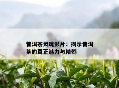 普洱茶灵魂影片：揭示普洱茶的真正魅力与精髓