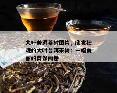 大叶普洱茶树图片，欣赏壮观的大叶普洱茶树：一幅美丽的自然画卷