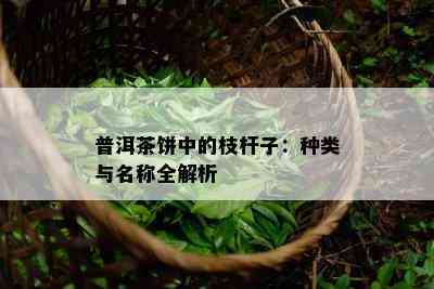 普洱茶饼中的枝杆子：种类与名称全解析