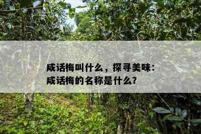 咸话梅叫什么，探寻美味：咸话梅的名称是什么？