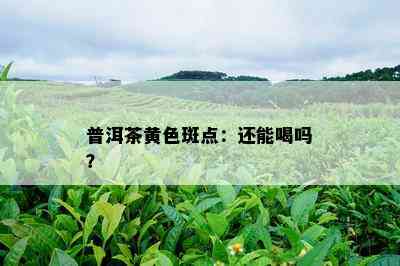 普洱茶黄色斑点：还能喝吗？