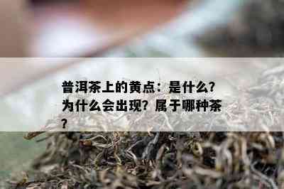 普洱茶上的黄点：是什么？为什么会出现？属于哪种茶？