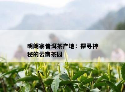 明朗寨普洱茶产地：探寻神秘的云南茶园