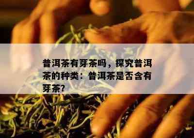 普洱茶有芽茶吗，探究普洱茶的种类：普洱茶是不是含有芽茶？