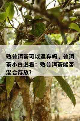 熟普洱茶可以混存吗，普洱茶小白必看：熟普洱茶能否混合存放？