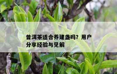 普洱茶适合养建盏吗？客户分享经验与见解