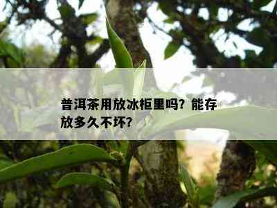 普洱茶用放冰柜里吗？能存放多久不坏？