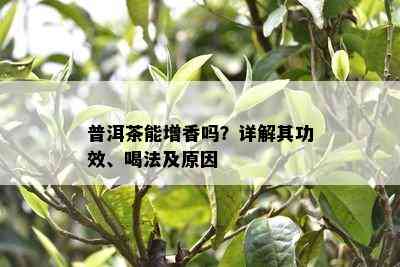 普洱茶能增香吗？详解其功效、喝法及起因