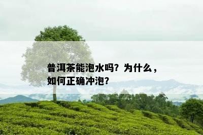 普洱茶能泡水吗？为什么，如何正确冲泡？