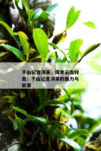 千山记普洱茶，探索云南特色：千山记普洱茶的魅力与故事