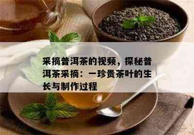 采摘普洱茶的视频，探秘普洱茶采摘：一珍贵茶叶的生长与制作过程