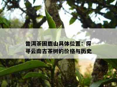 普洱茶困鹿山具 *** 置：探寻云南古茶树的价格与历史