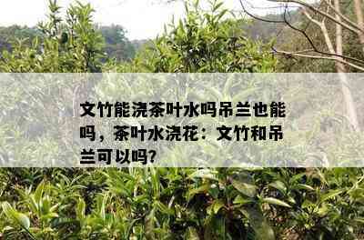 文竹能浇茶叶水吗吊兰也能吗，茶叶水浇花：文竹和吊兰可以吗？