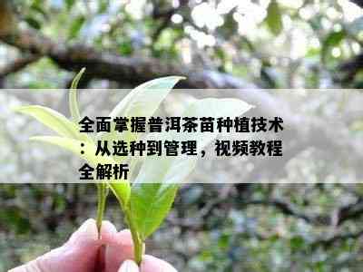 全面掌握普洱茶苗种植技术：从选种到管理，视频教程全解析