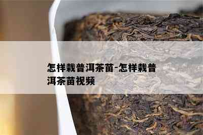 怎样栽普洱茶苗-怎样栽普洱茶苗视频