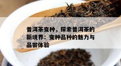 普洱茶变种，探索普洱茶的新境界：变种品种的魅力与品尝体验