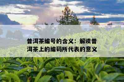 普洱茶编号的含义：解读普洱茶上的编码所代表的意义