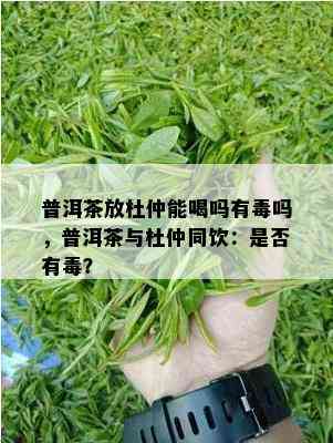 普洱茶放杜仲能喝吗有吗，普洱茶与杜仲同饮：是不是有？