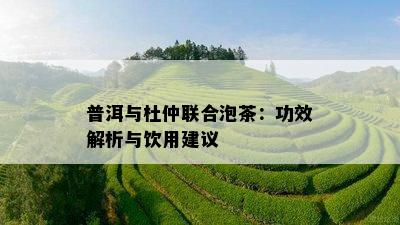 普洱与杜仲联合泡茶：功效解析与饮用建议