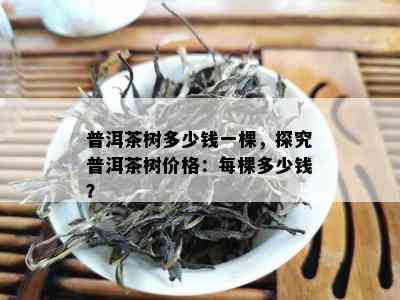 普洱茶树多少钱一棵，探究普洱茶树价格：每棵多少钱？